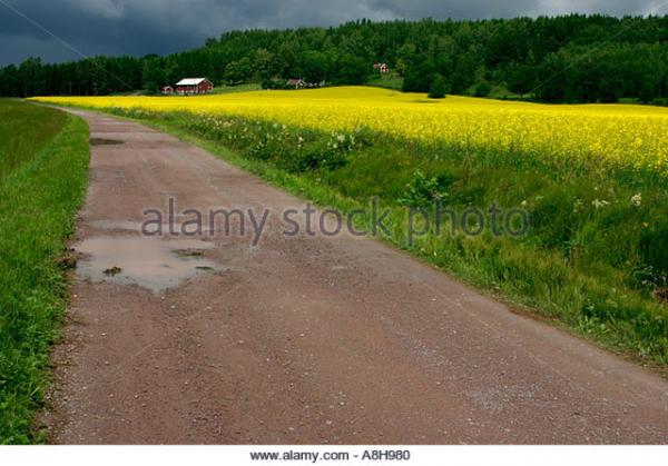 Canola svg