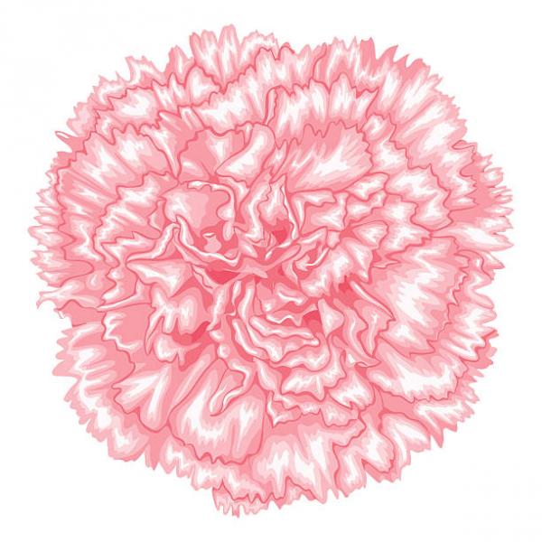 Carnation clipart