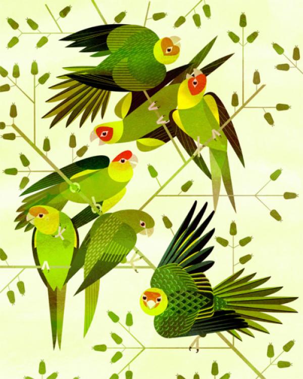 Carolina Parakeet clipart