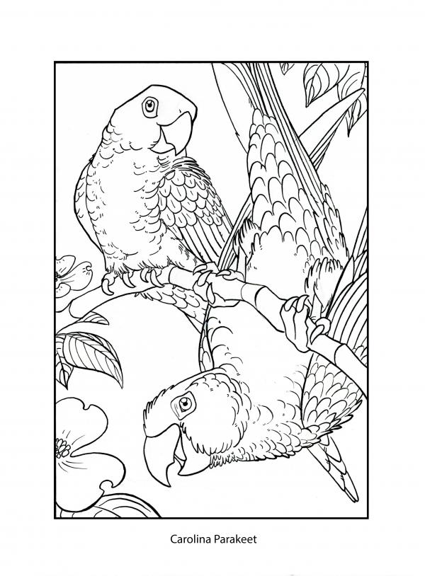 preview Carolina Parakeet coloring