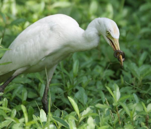 preview Cattle Egret svg