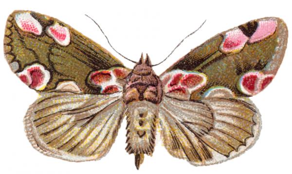 Cecropia Moth clipart