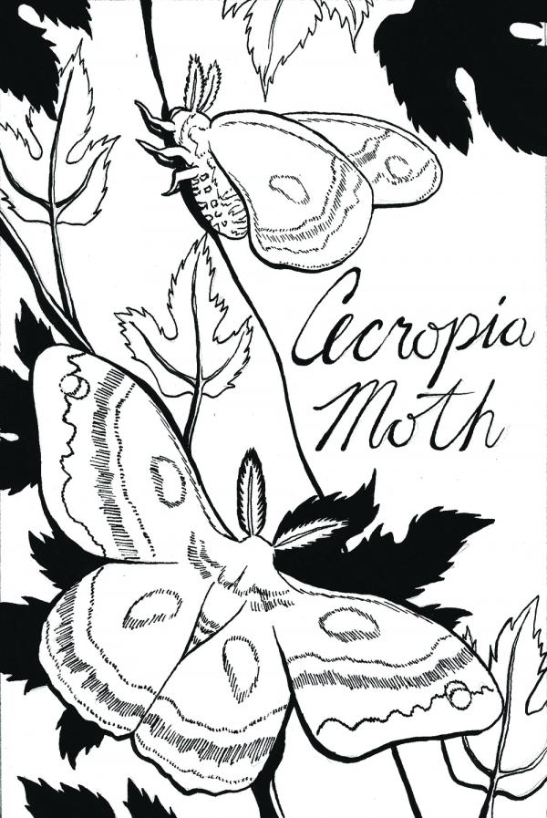 preview Cecropia Moth coloring