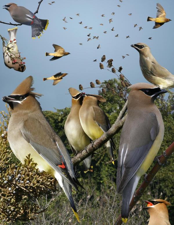 Cedar Waxwing svg