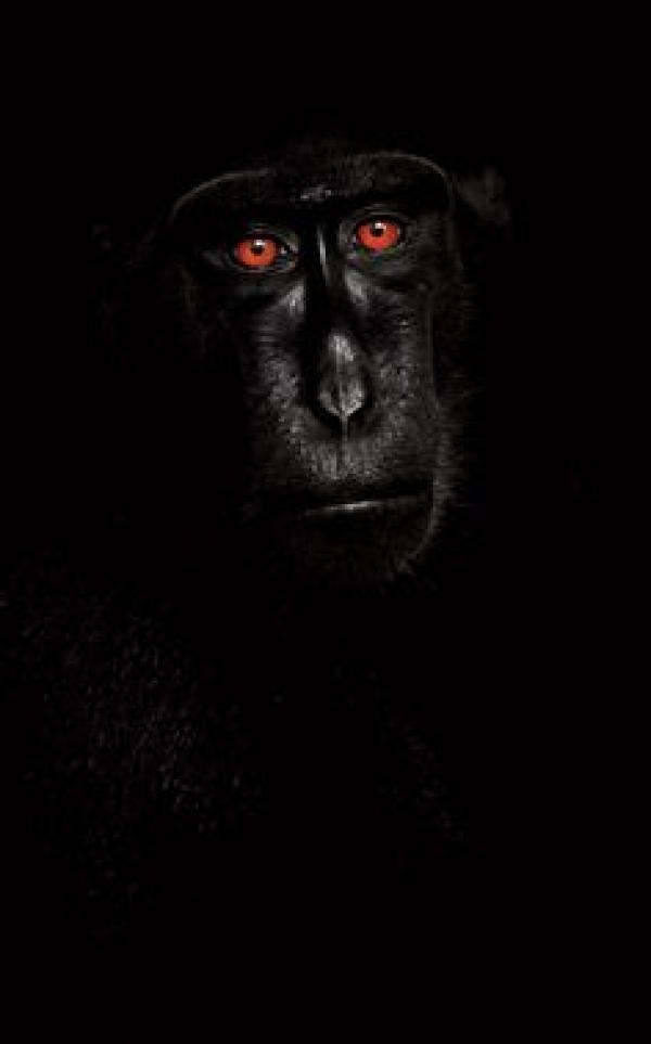 preview Celebes Crested Macaque svg