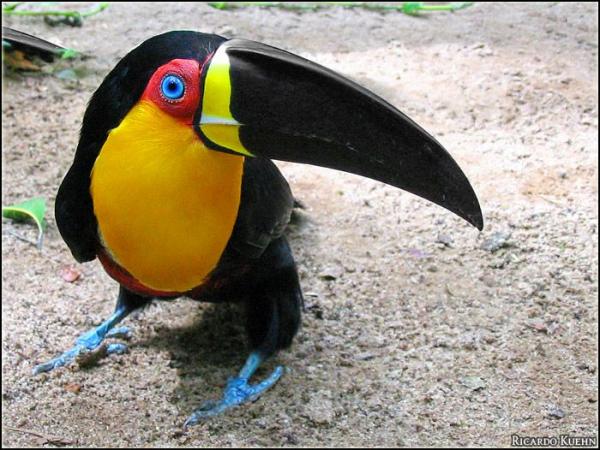 preview Channel-billed Toucan coloring