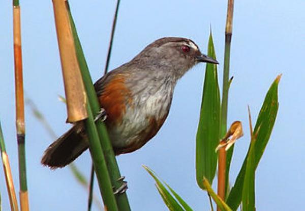 preview Chestnut-capped Laughingthrush svg