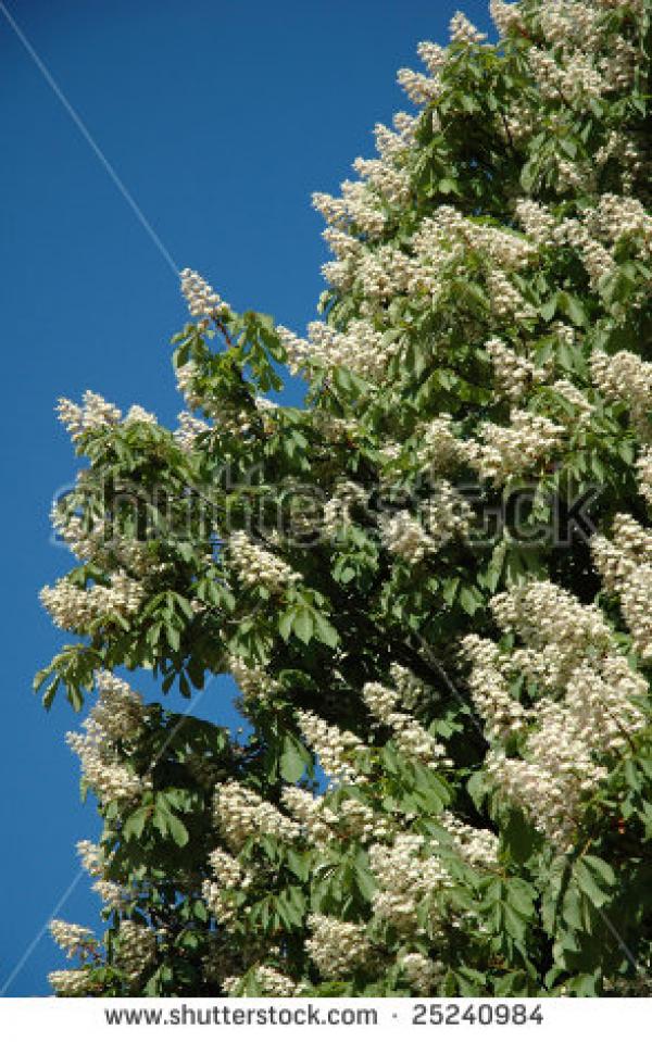 Chestnut-flaked White-eye clipart