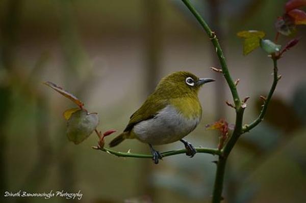 preview Chestnut-flaked White-eye svg