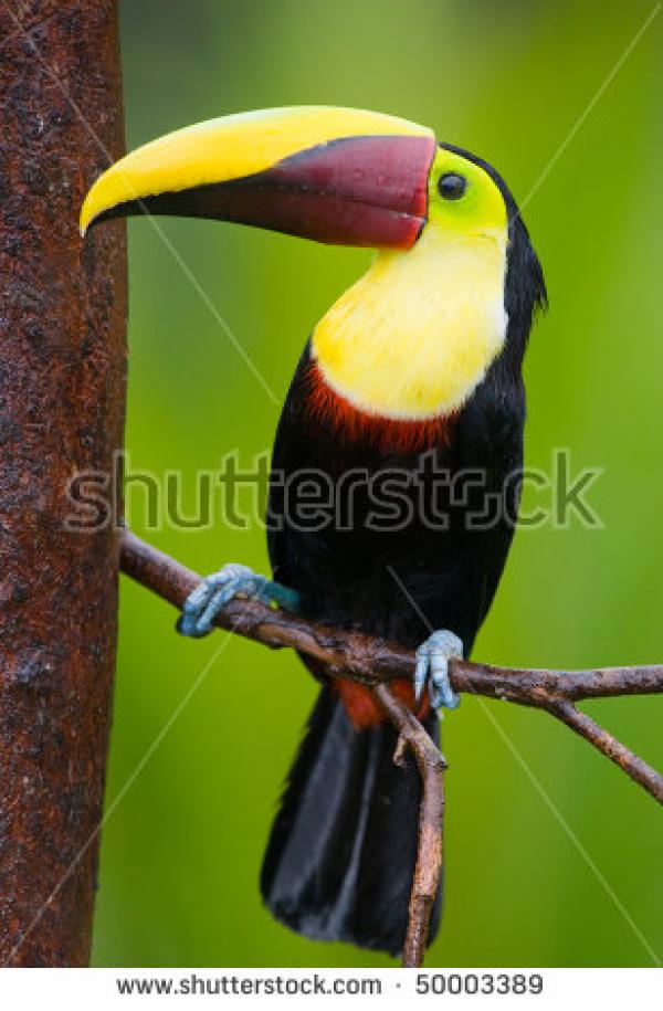 Chestnut-mandibled Toucan clipart