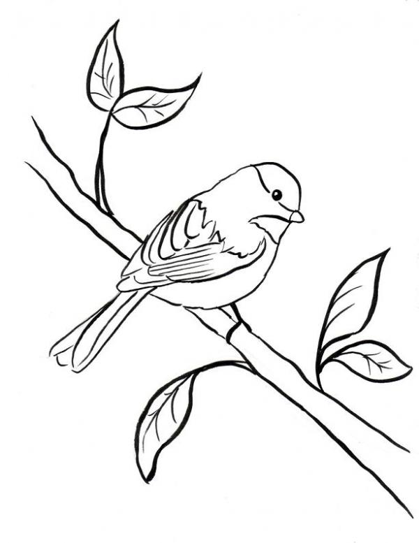 preview Chickadee coloring