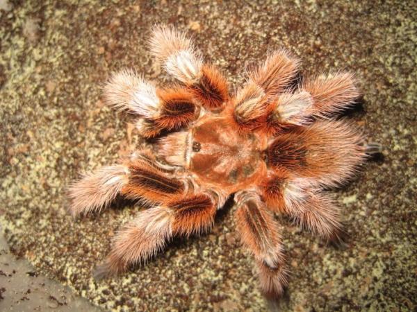 preview Chilean Rose Tarantula coloring