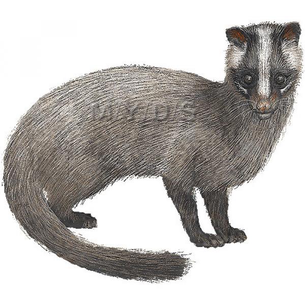 Civet clipart