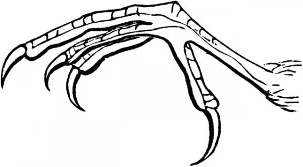 preview Claws clipart