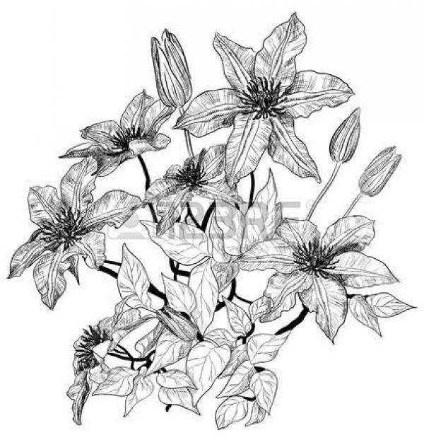 Clematis coloring