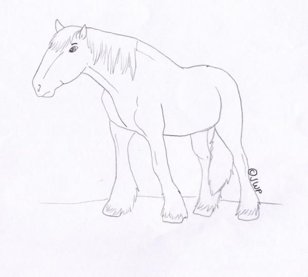 preview Clydesdale coloring