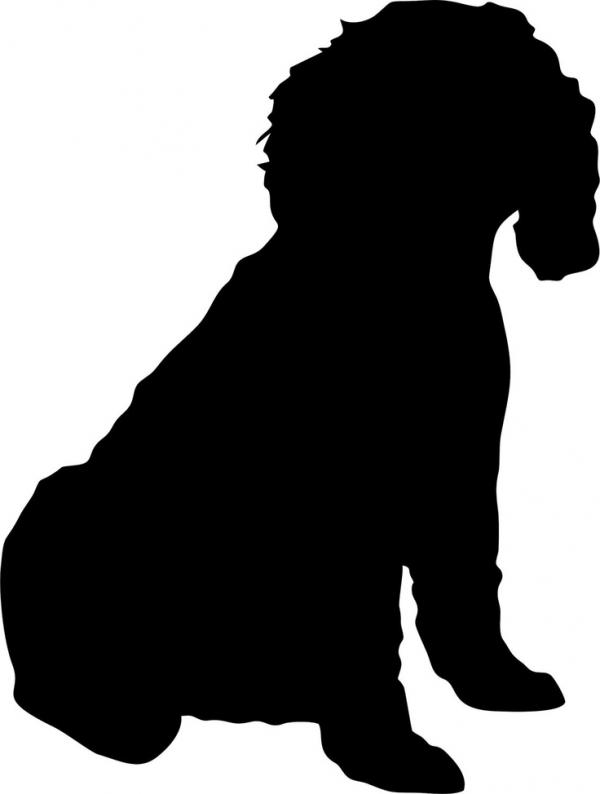 Cockapoo clipart