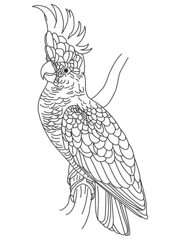 Cockatoo coloring