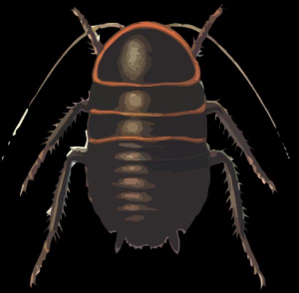 preview Cockroach svg