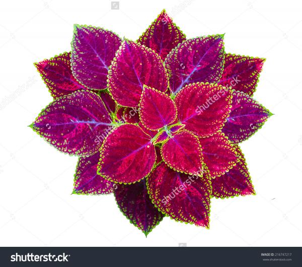 preview Coleus clipart