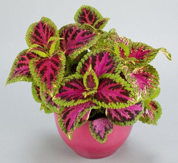 preview Coleus coloring