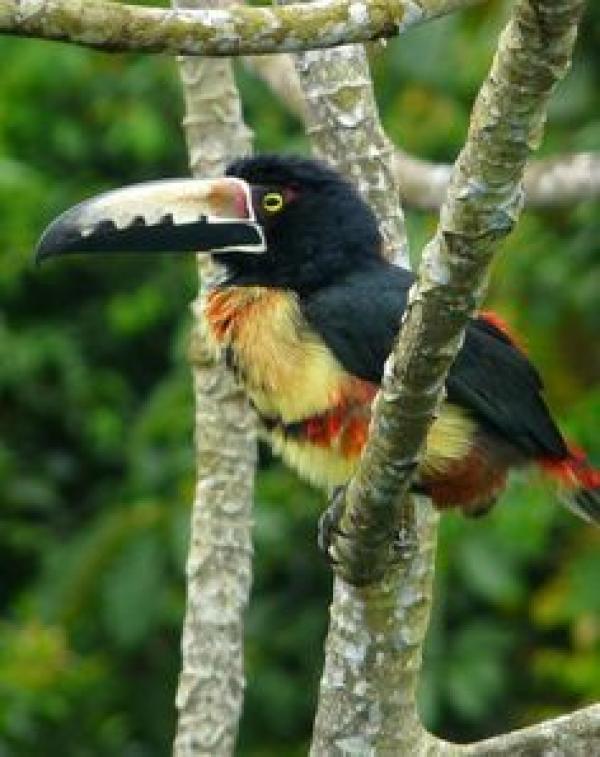 preview Collared Aracari svg