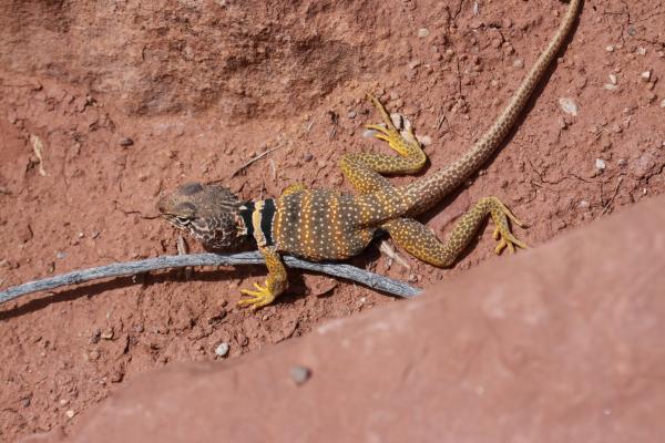 preview Collared Lizard svg