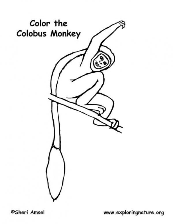 preview Colobus Monkey  coloring