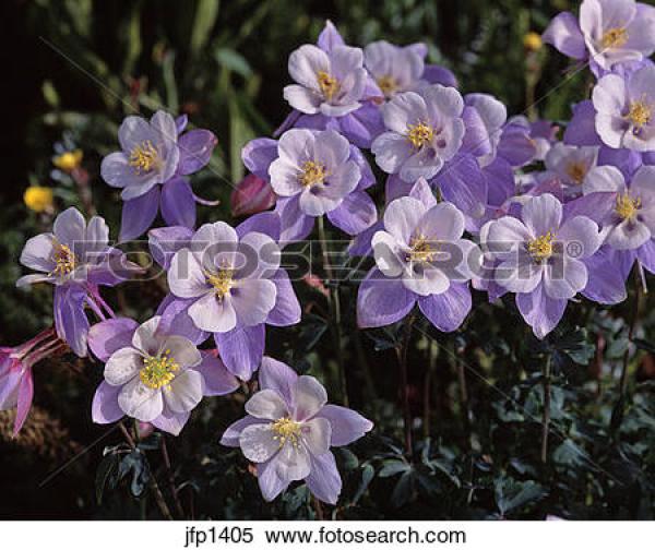 preview Colorado Blue Columbine clipart