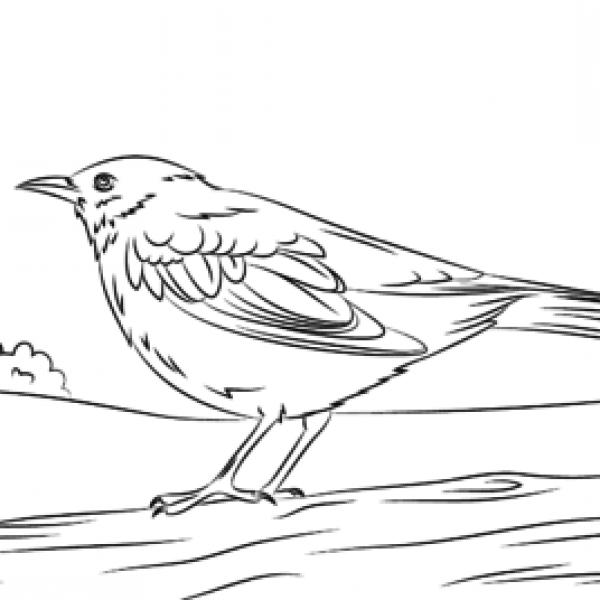Common Blackbird coloring