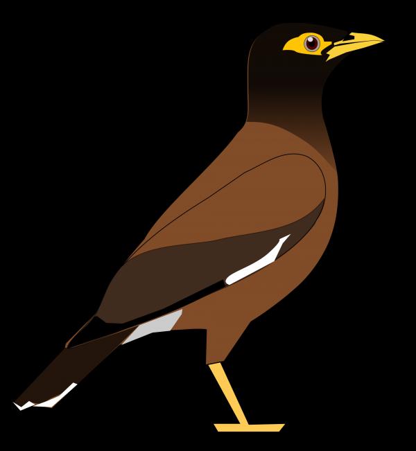 Common Myna clipart