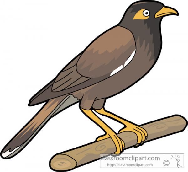 Myna clipart