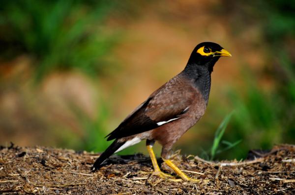 Common Myna coloring
