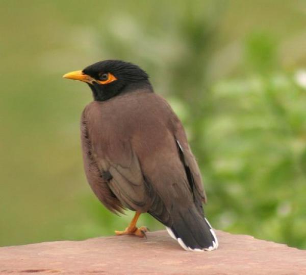 preview Common Myna svg