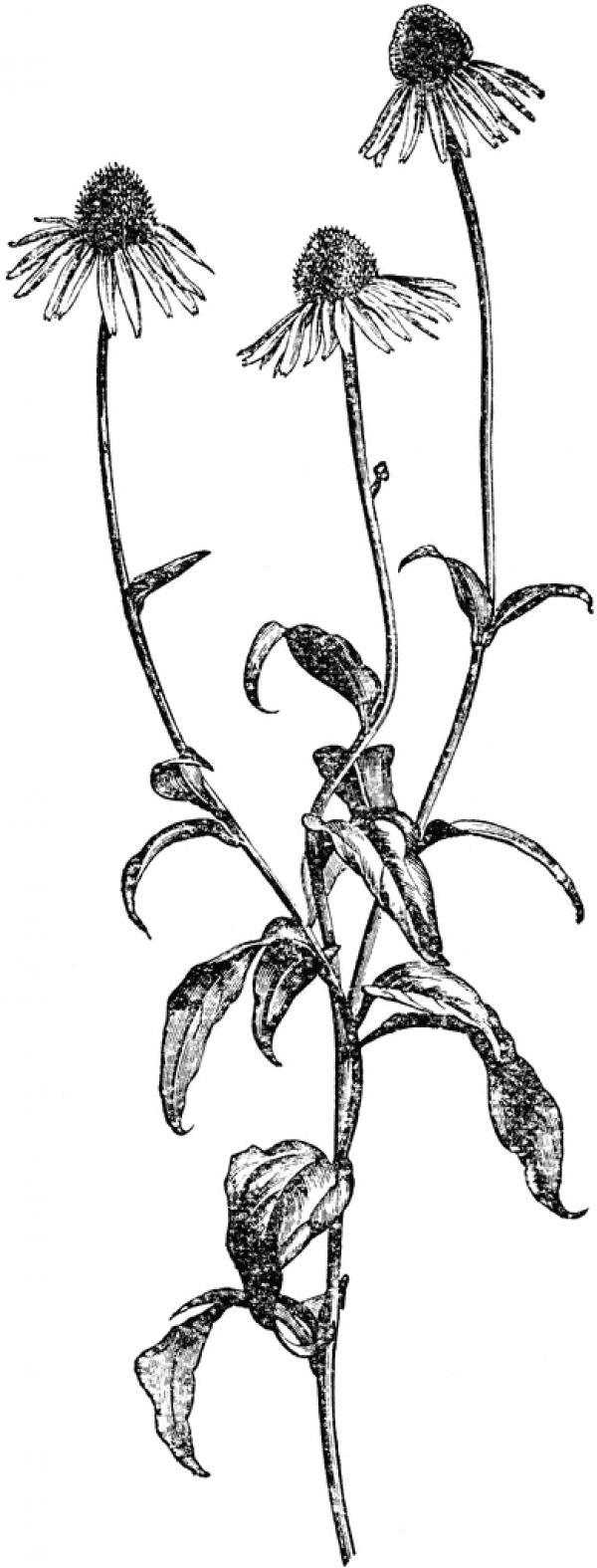 Rudbeckia clipart
