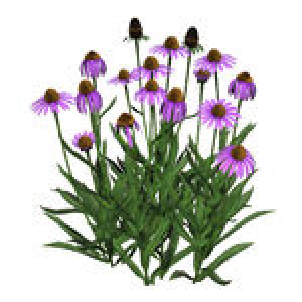 Coneflower clipart