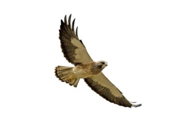 Cooper's Hawk clipart