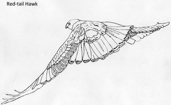 Cooper's Hawk coloring