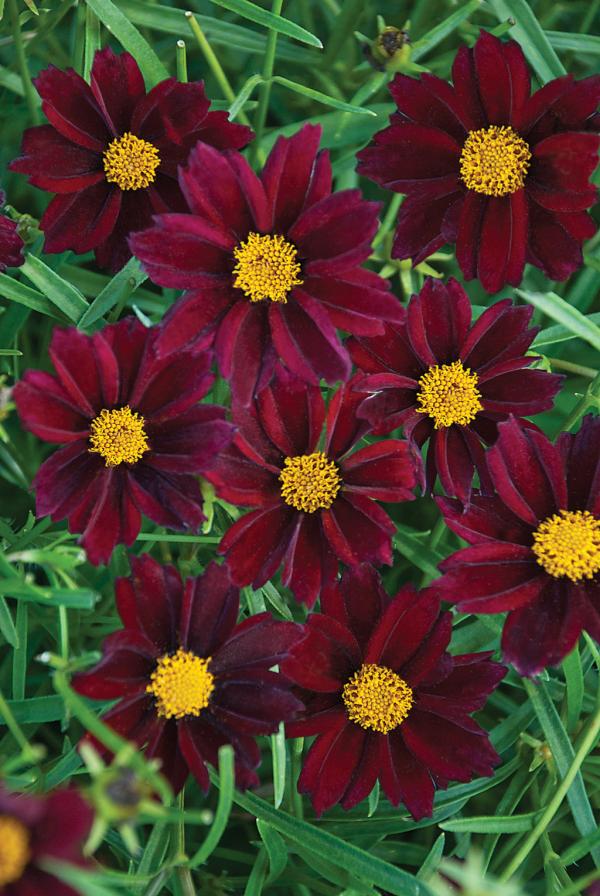 preview Coreopsis coloring