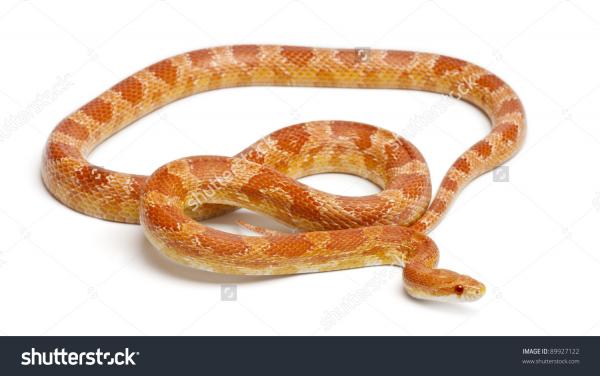 Corn Snake clipart