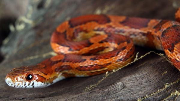 preview Corn Snake coloring