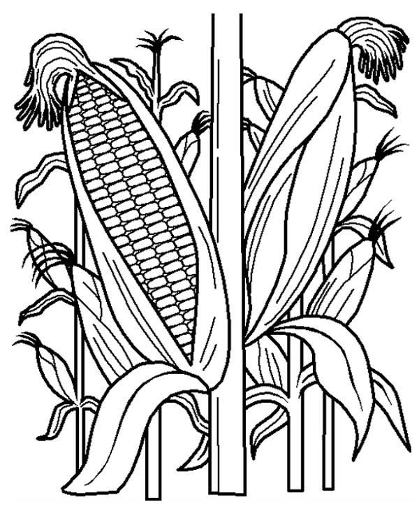 preview Cornfield coloring