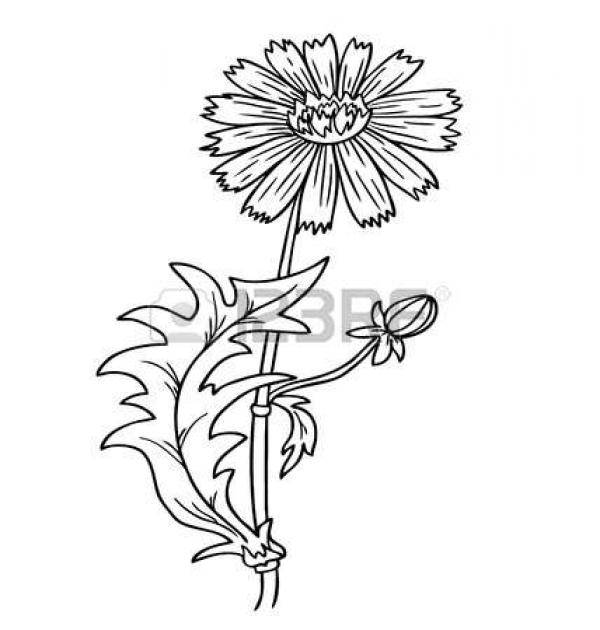 preview Cornflower coloring