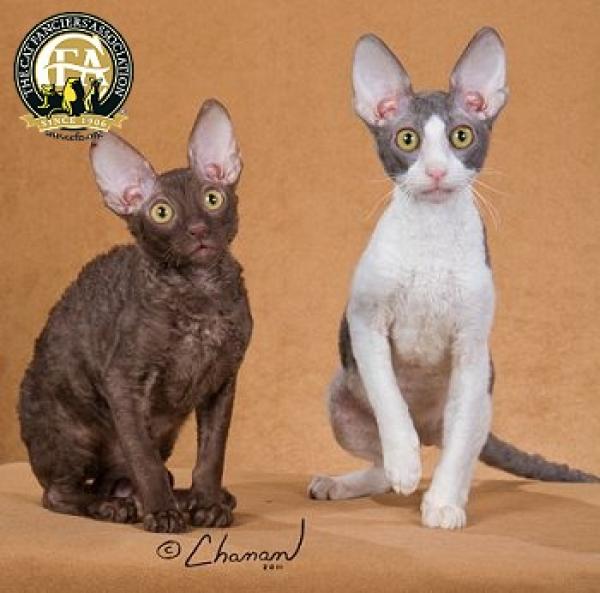 preview Cornish Rex coloring