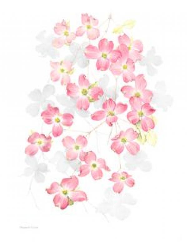 preview Cornus Blossom svg