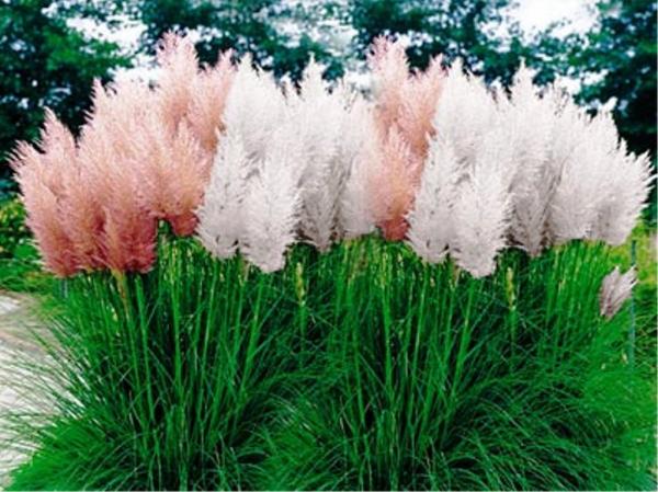 Cortaderia Selloana clipart