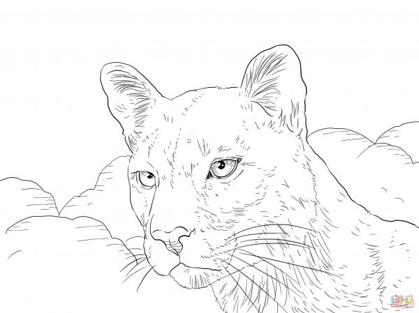 Mountain Lion coloring