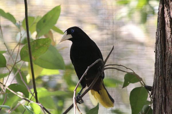 Crested Oropendola svg