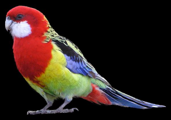 Rosella clipart