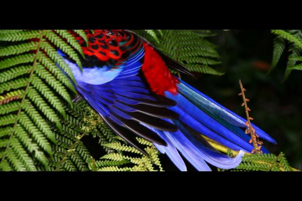 Crimson Rosella coloring